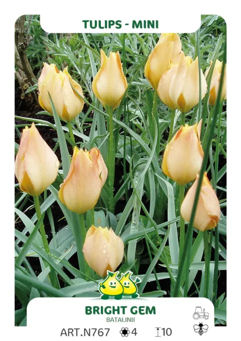 Tulipa mini 'Batalini Bright Gem'