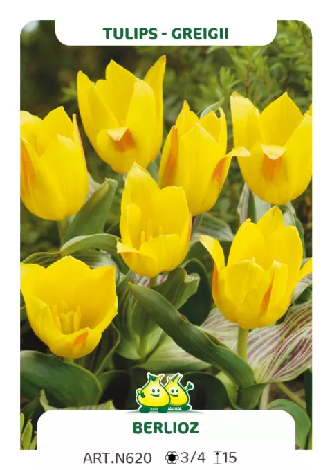 Tulipa greigii 'Berlioz'