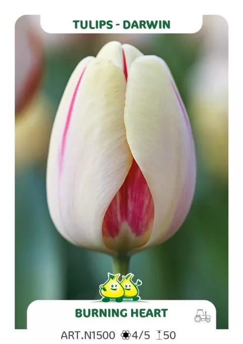 Tulipa Darwin hybr. 'Burning Heart'