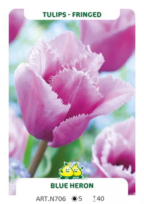 Tulipa franjer 'Blue Heron'