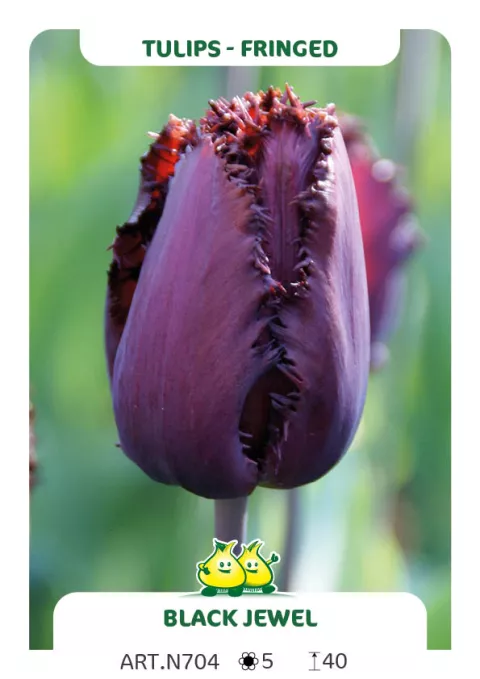 Tulipa franjer 'Black Jewel'