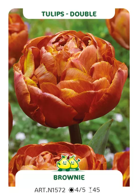 Tulipa dubbel 'Brownie'