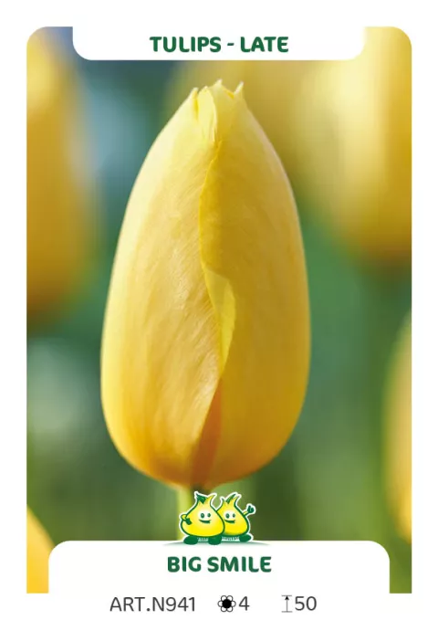 Tulipa (EL) 'Big Smile'