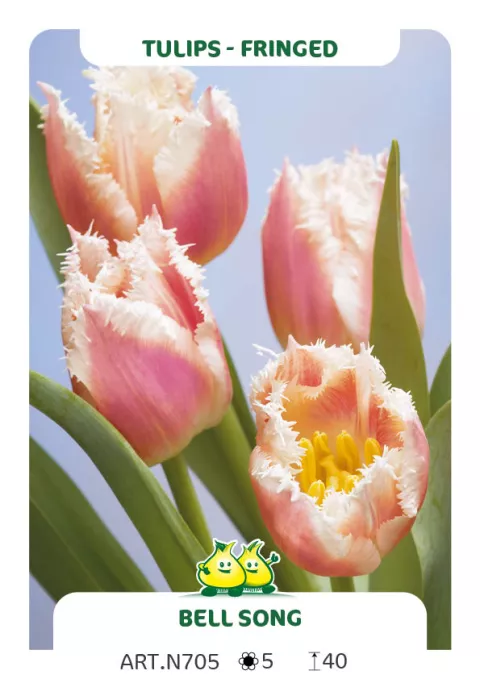 Tulipa franjer 'Bell Song'