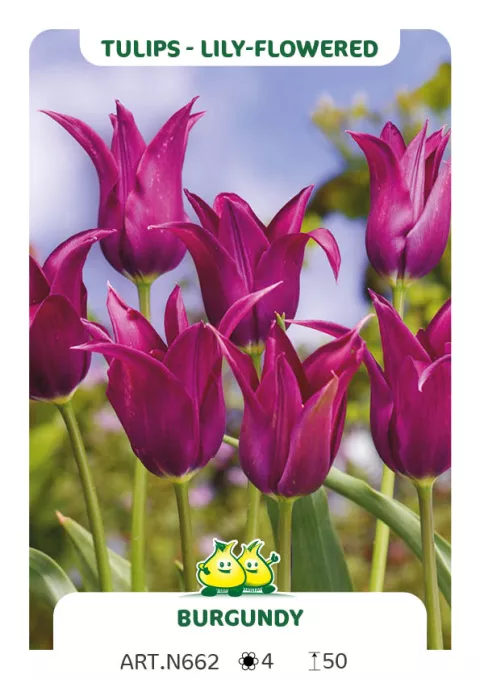 Tulipa liliflorum 'Burgundy'