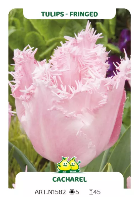 Tulipa franjer 'Cacharel'