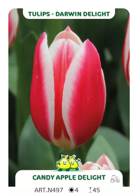 Tulipa Darwin Delight 'Candy Apple Delight'