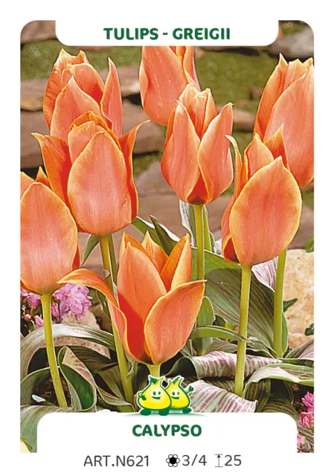 Tulipa greigii 'Calypso'
