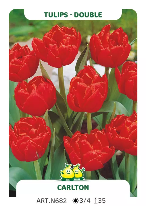 Tulipa dubbel 'Carlton'