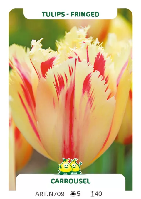 Tulipa franjer 'Carrousel'