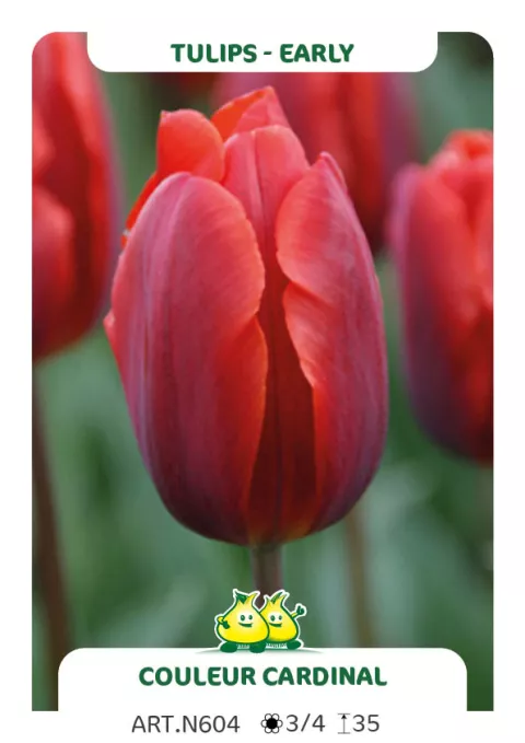 Tulipa (EV) 'Couleur Cardinal'