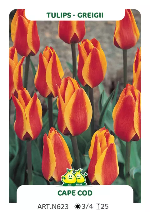 Tulipa greigii 'Cape Cod'
