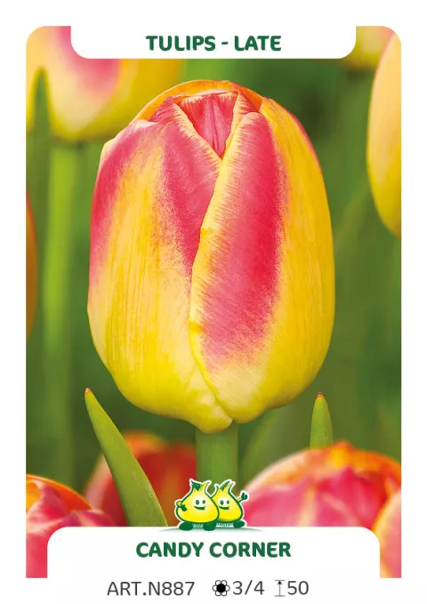 Tulipa (EL) 'Candy Corner'