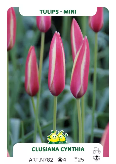 Tulipa mini 'Clusiana Cynthia'