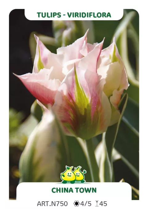 Tulipa viridiflora 'China Town'