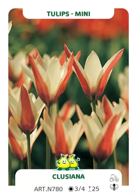 Tulipa mini 'Clusiana'