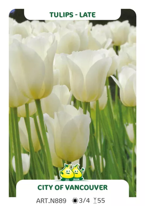 Tulipa (EL) 'City of Vancouver'