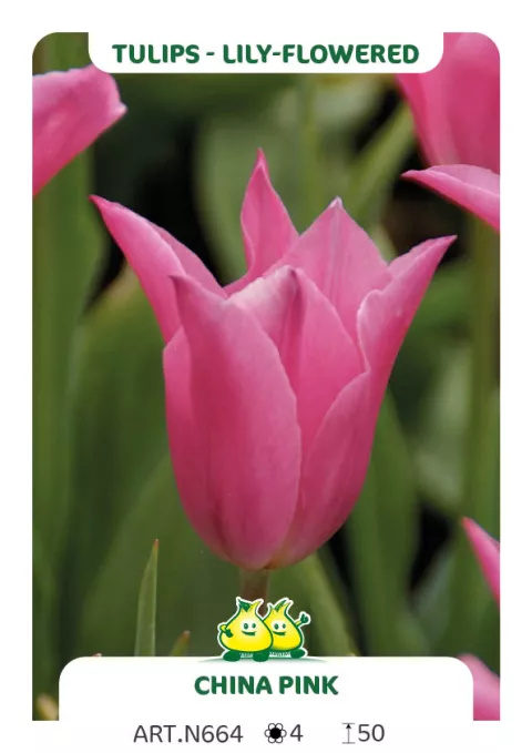 Tulipa liliflorum 'China Pink'