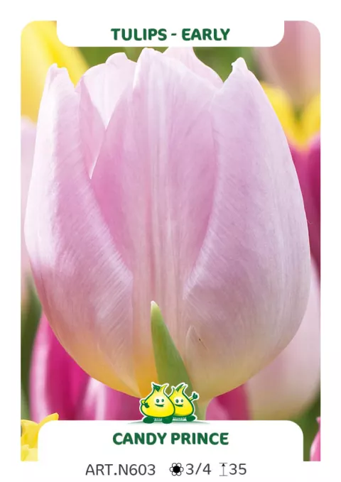 Tulipa (EV) 'Candy Prince'