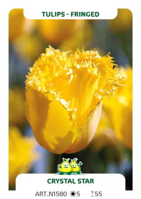 Tulipa franjer 'Crystal Star'