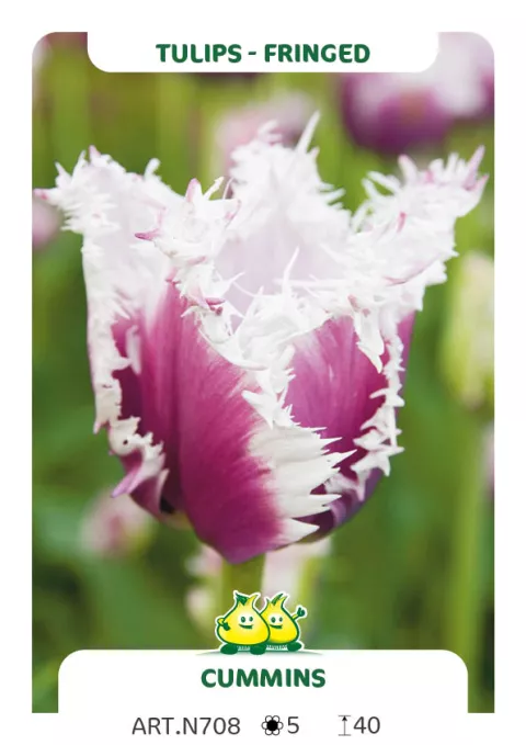 Tulipa franjer 'Cummins'