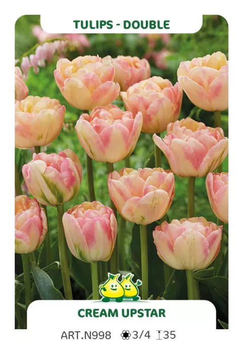 Tulipa dubbel 'Creme Upstar'