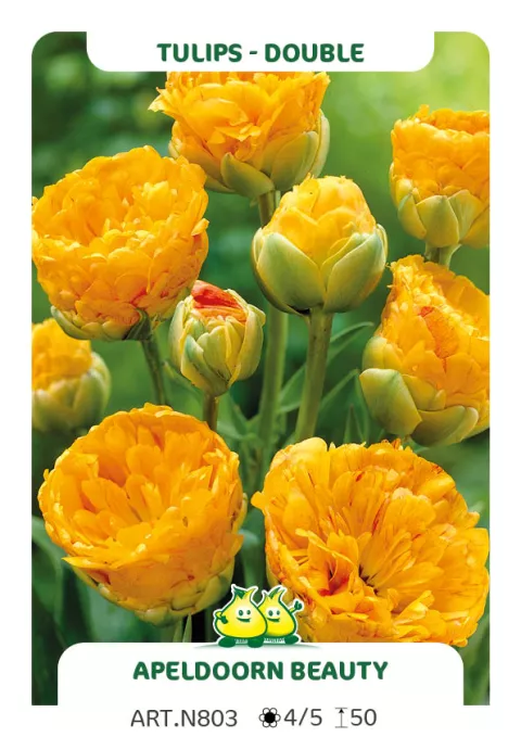 Tulipa dubbel 'Double Apeldoorn Beauty'