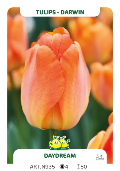 Tulipa Darwin hybr. 'Daydream'