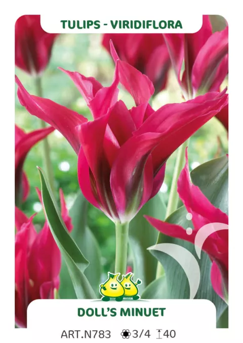 Tulipa viridiflora 'Doll's Minuet'