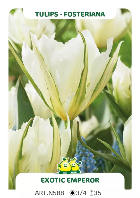 Tulipa fosteriana 'Exotic Emperor'