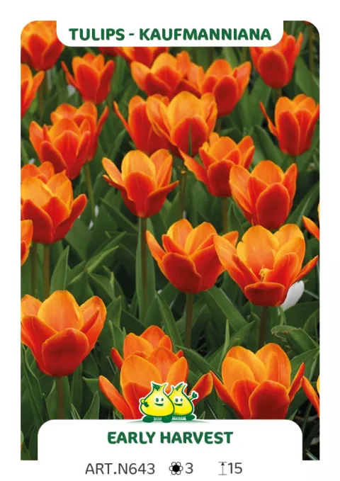 Tulipa kaufmanniana 'Early Harvest'