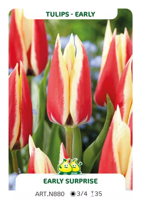 Tulipa (EV) 'Early Surprice'