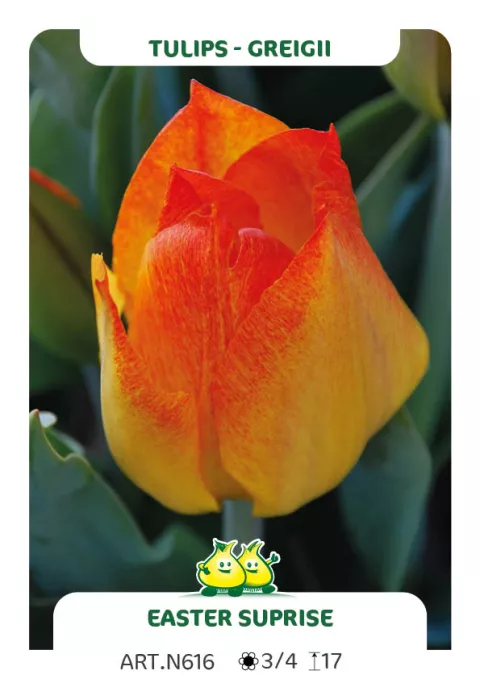 Tulipa greigii 'Easter Surprise'