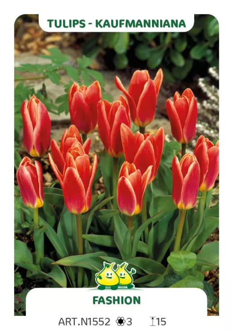 Tulipa kaufmanniana 'Fashion'