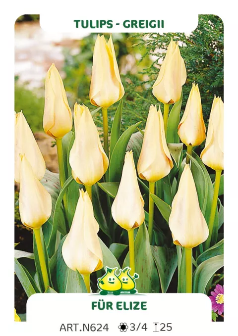 Tulipa greigii 'Für Elize'