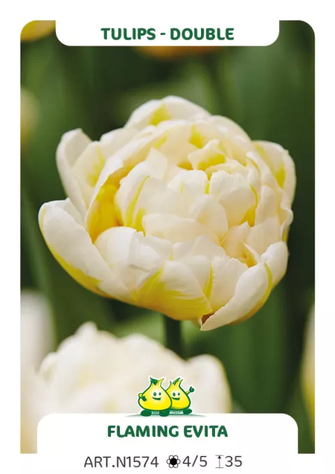 Tulipa dubbel 'Flaming Evita'