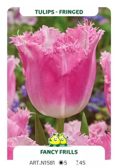 Tulipa franjer 'Fancy Frills'