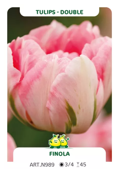 Tulipa dubbel 'Finola'