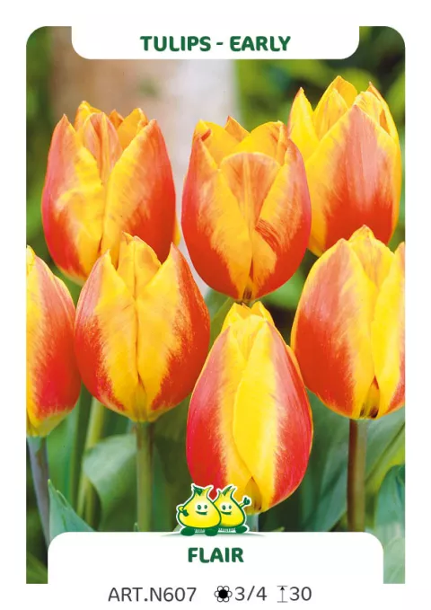 Tulipa (EV) 'Flair'