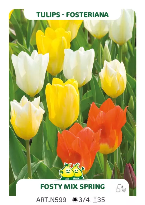 Tulipa fosteriana 'Fosty Mix Spring'