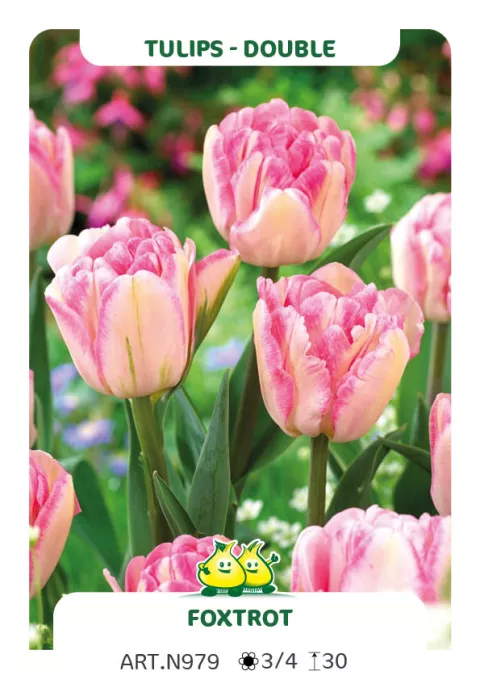 Tulipa dubbel 'Foxtrot'