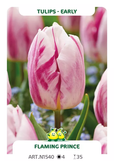 Tulipa (EV) 'Flaming Prince'