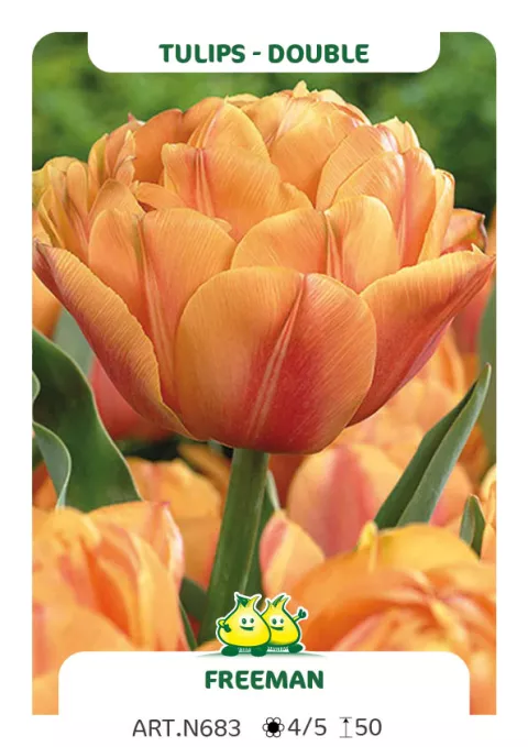 Tulipa dubbel 'Freeman'