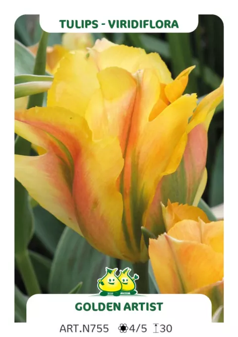 Tulipa viridiflora 'Golden Artist'