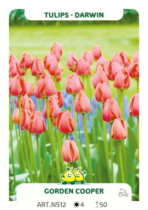 Tulipa Darwin hybr. 'Gorden Cooper'