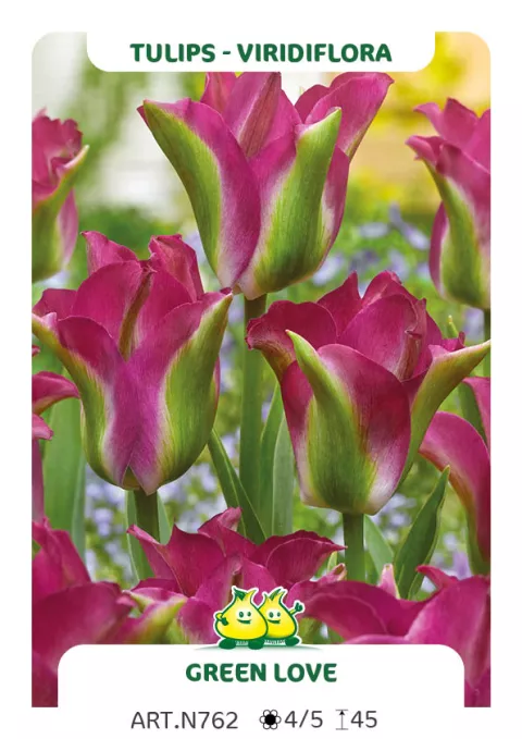 Tulipa viridiflora 'Green Love'