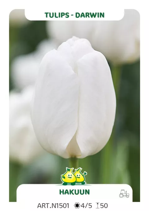 Tulipa Darwin hybr. 'Hakuun'