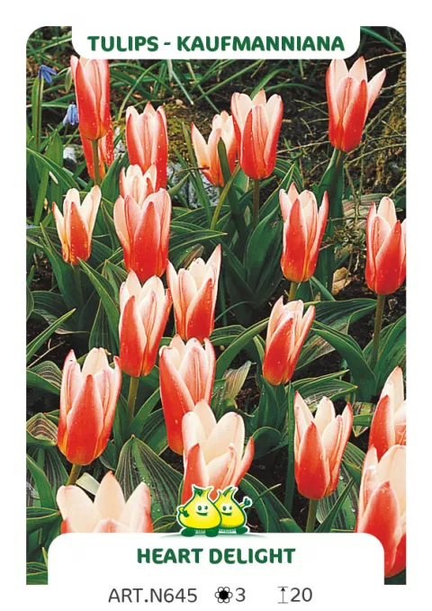 Tulipa kaufmanniana 'Heart's  Delight'