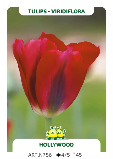 Tulipa viridiflora 'Hollywood'