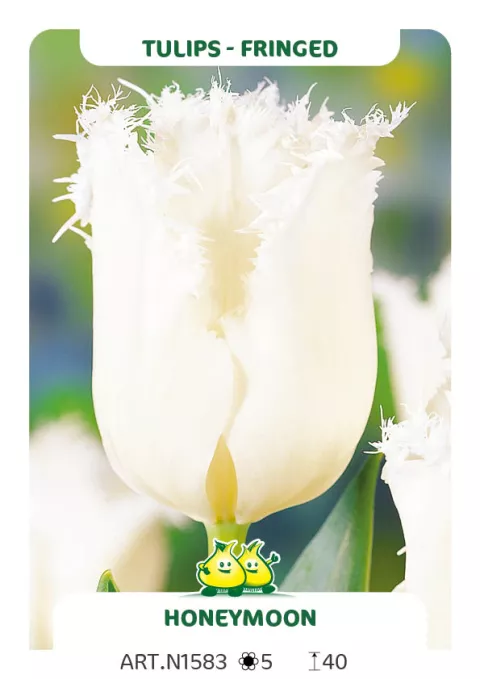 Tulipa franjer 'Honeymoon'